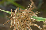 Fuzzy flatsedge